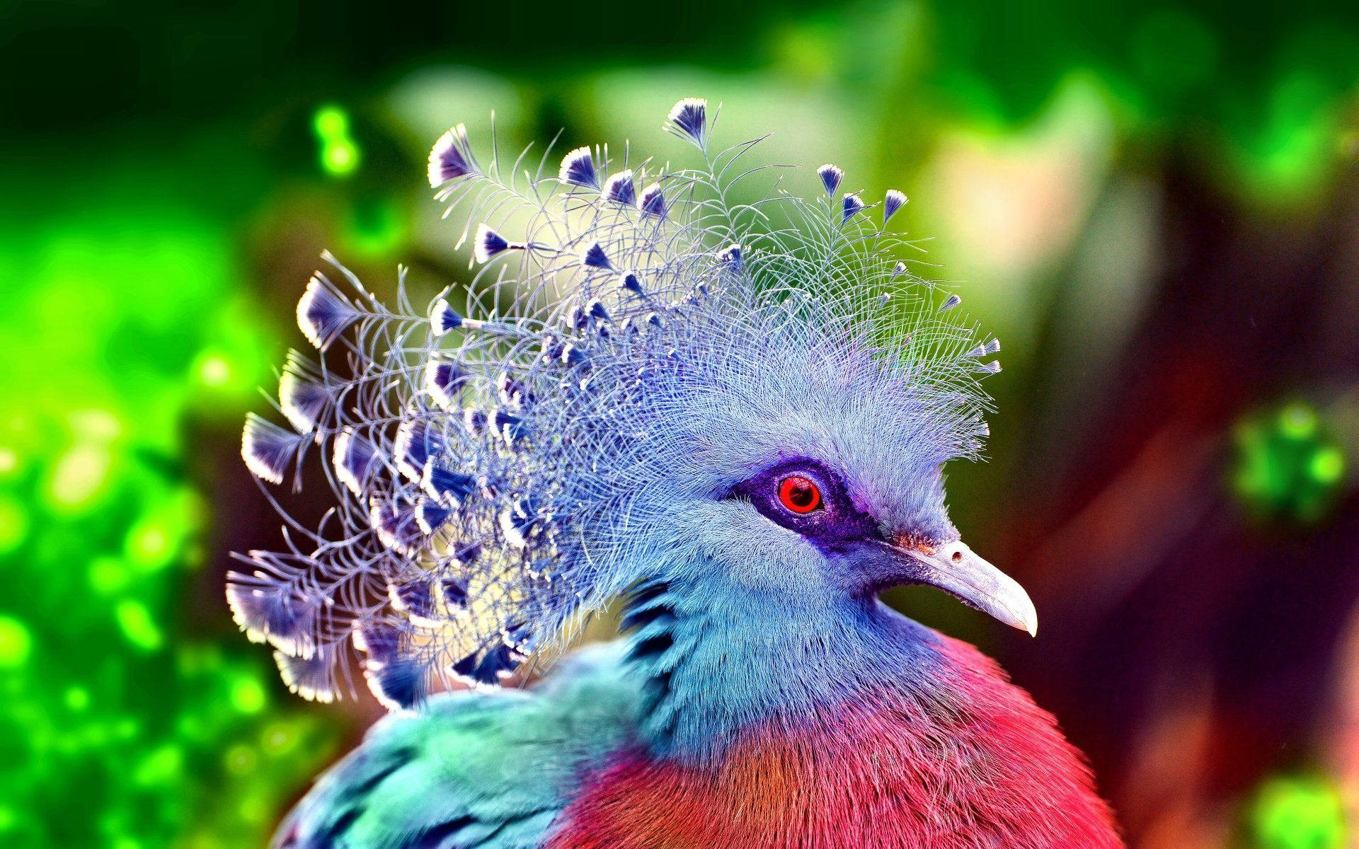 Colorful And Elegant Victoria Crowned Pigeon Background