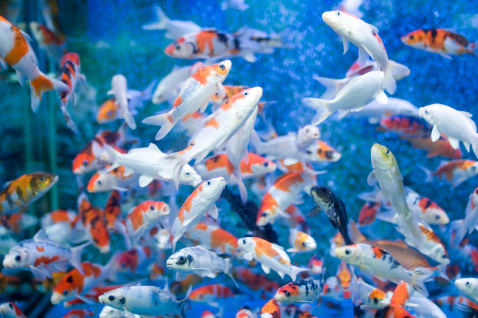 Colorful Aquatic Life Thrives In This Fish Tank Aquarium Background