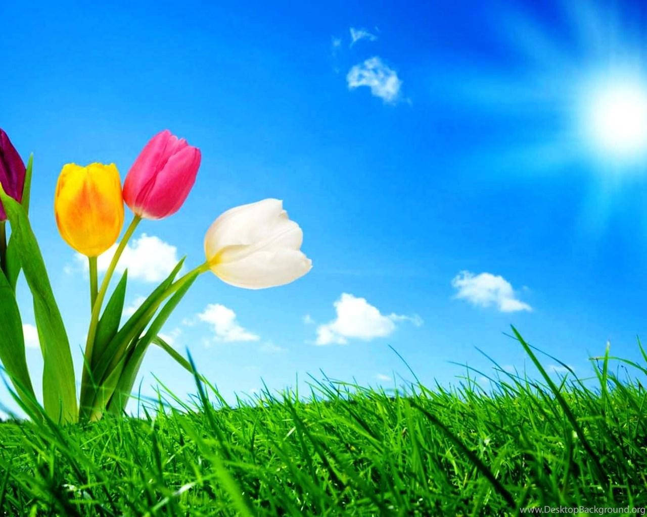 Colorful Attractive Tulips Background