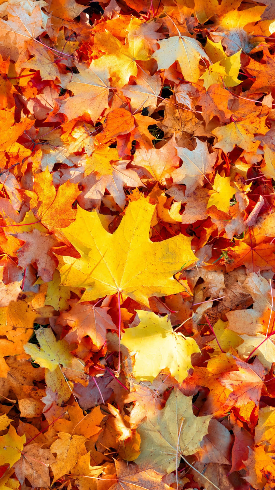 Colorful Autumn Leaf Background