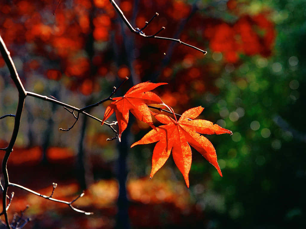 Colorful Autumn Leaves Illustrate The Changing Of The Seasons Background