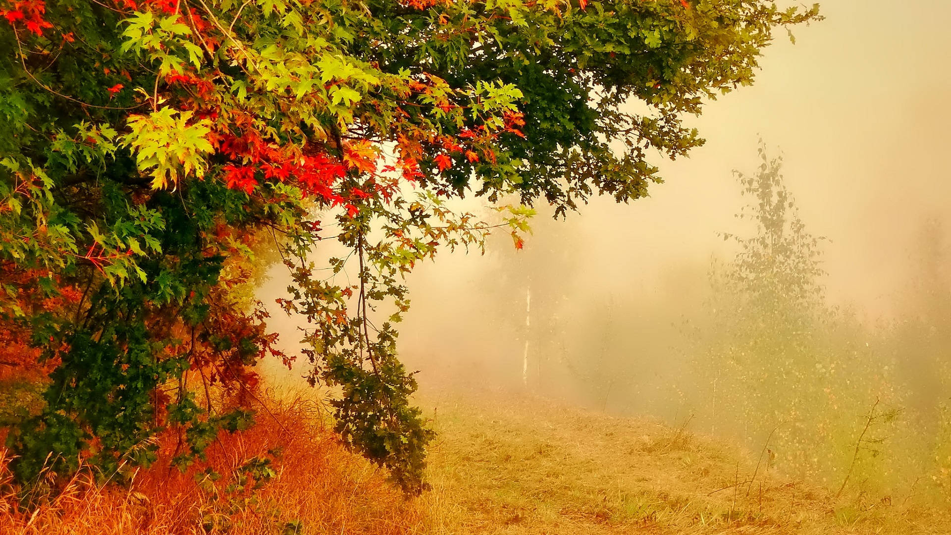 Colorful Autumn Leaves In Foggy Forest Background