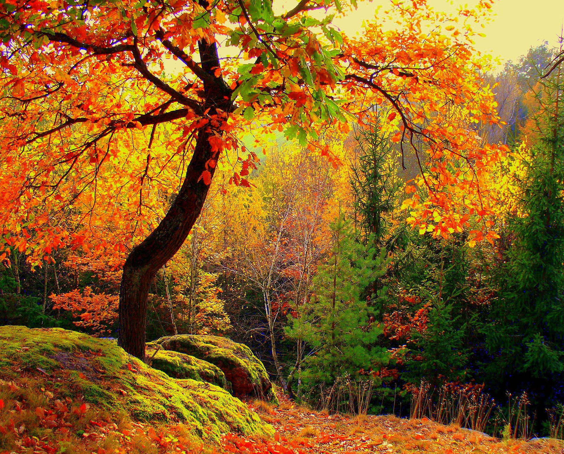 Colorful Autumn Trees Background
