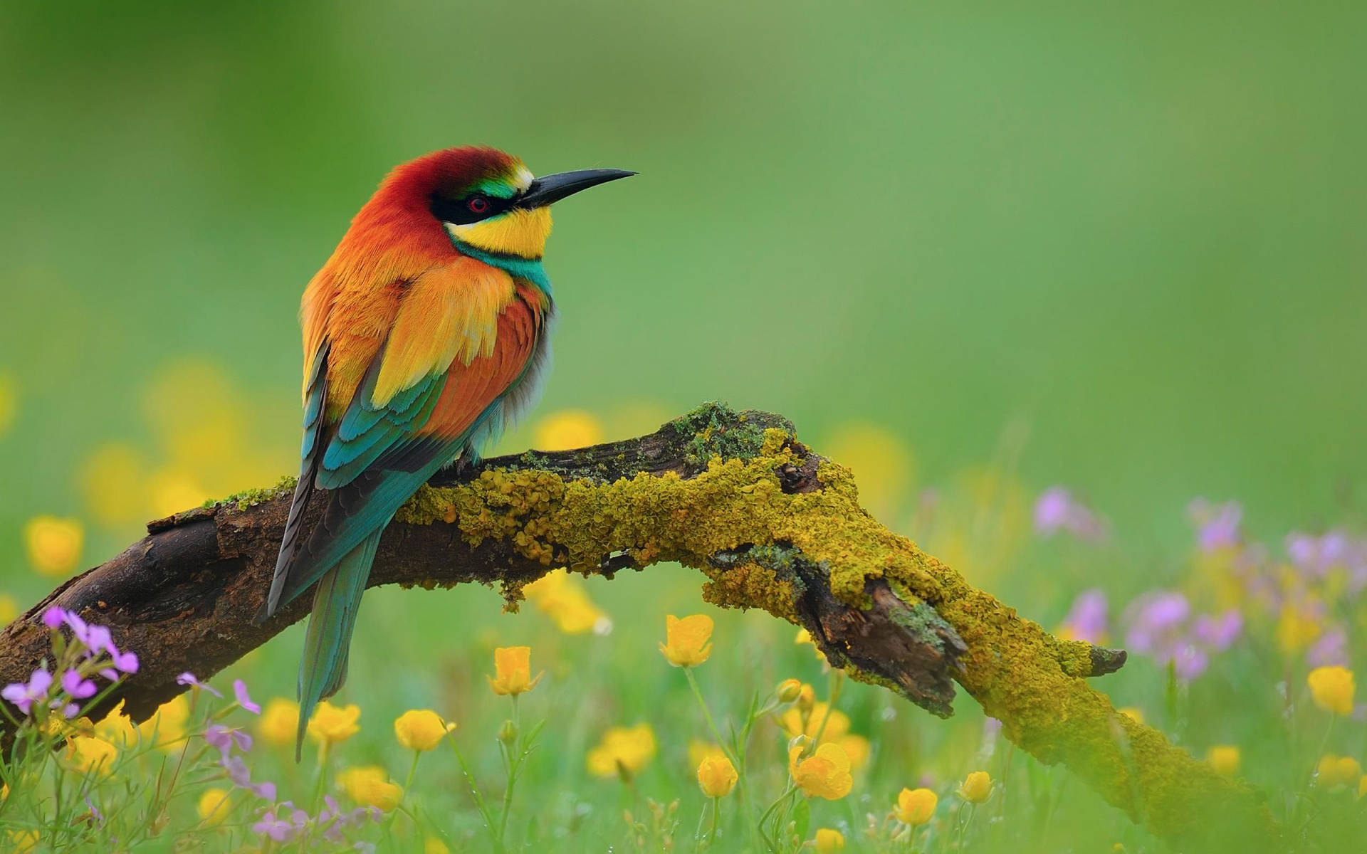 Colorful Bird And Flowers Hd Background