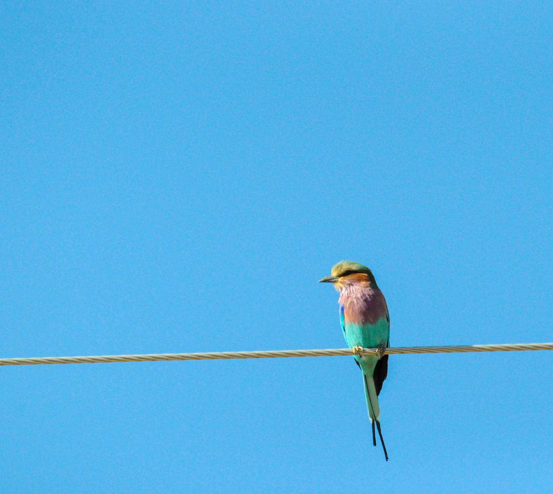 Colorful Bird On Wire Background