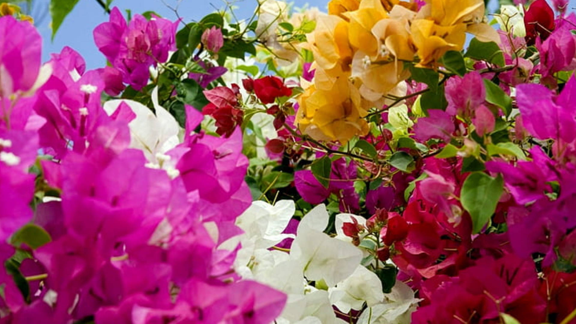Colorful Bougainvillea Flowers