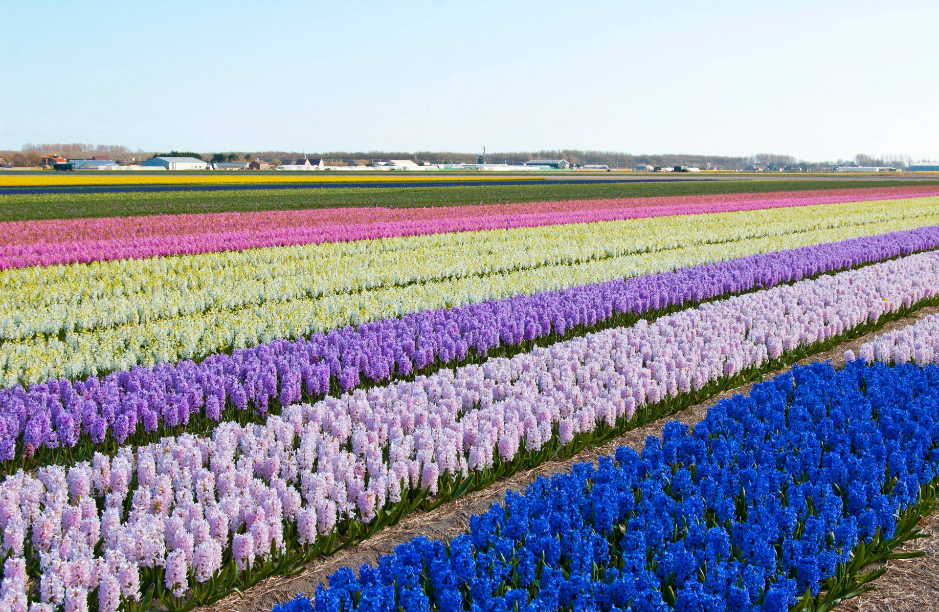 Colorful Bulb Beds Flower Field Background