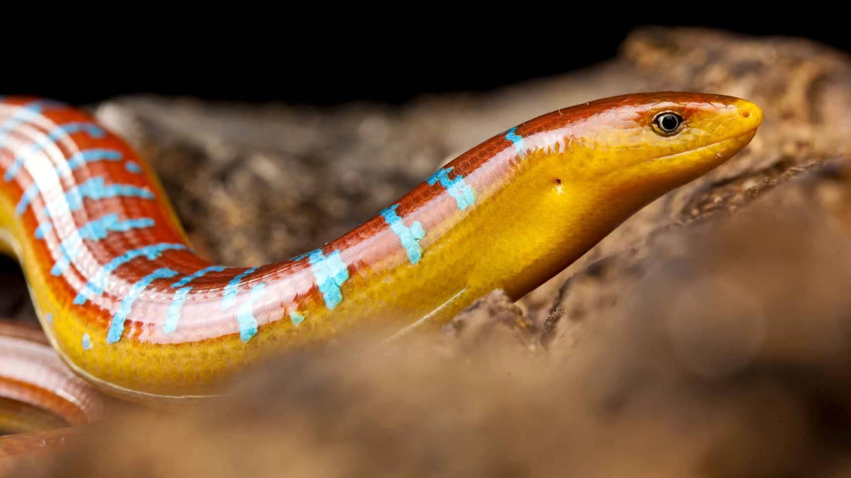 Colorful Burmese Glass Lizard