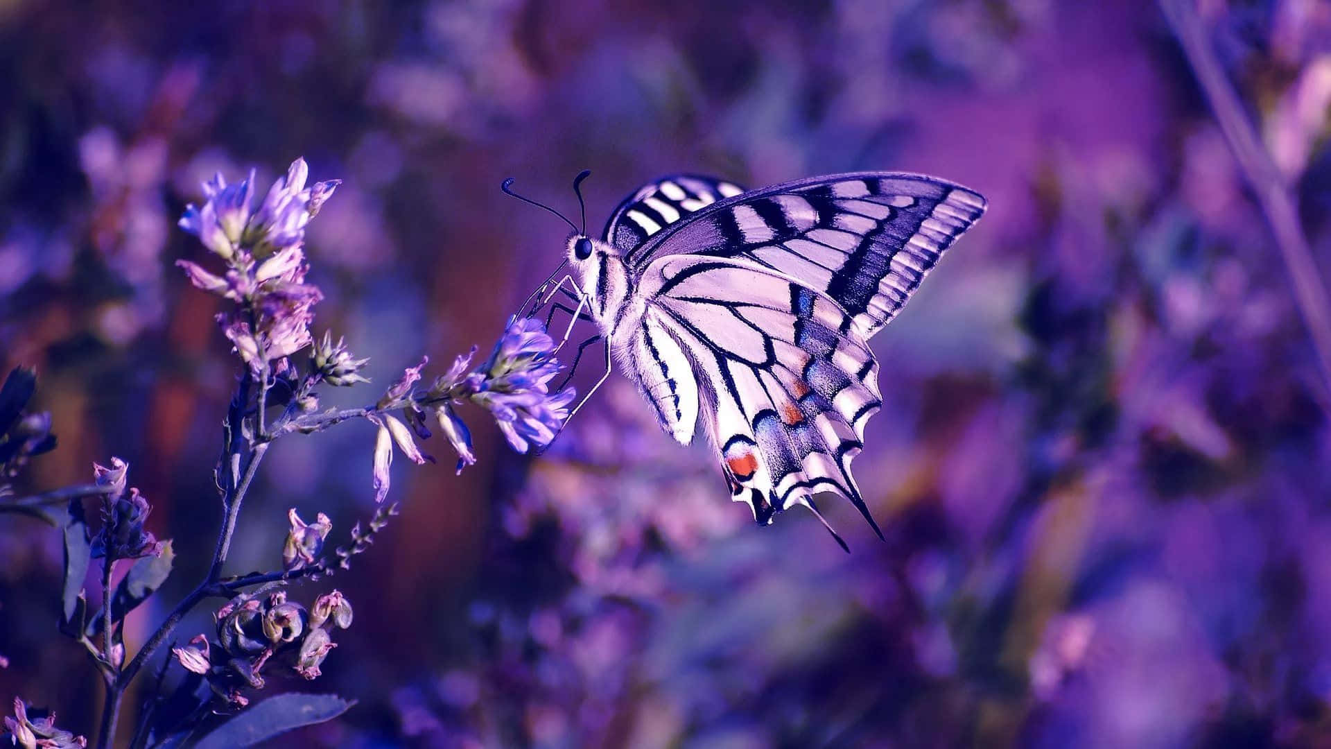 Colorful Butterflies Take Flight On A Laptop Background