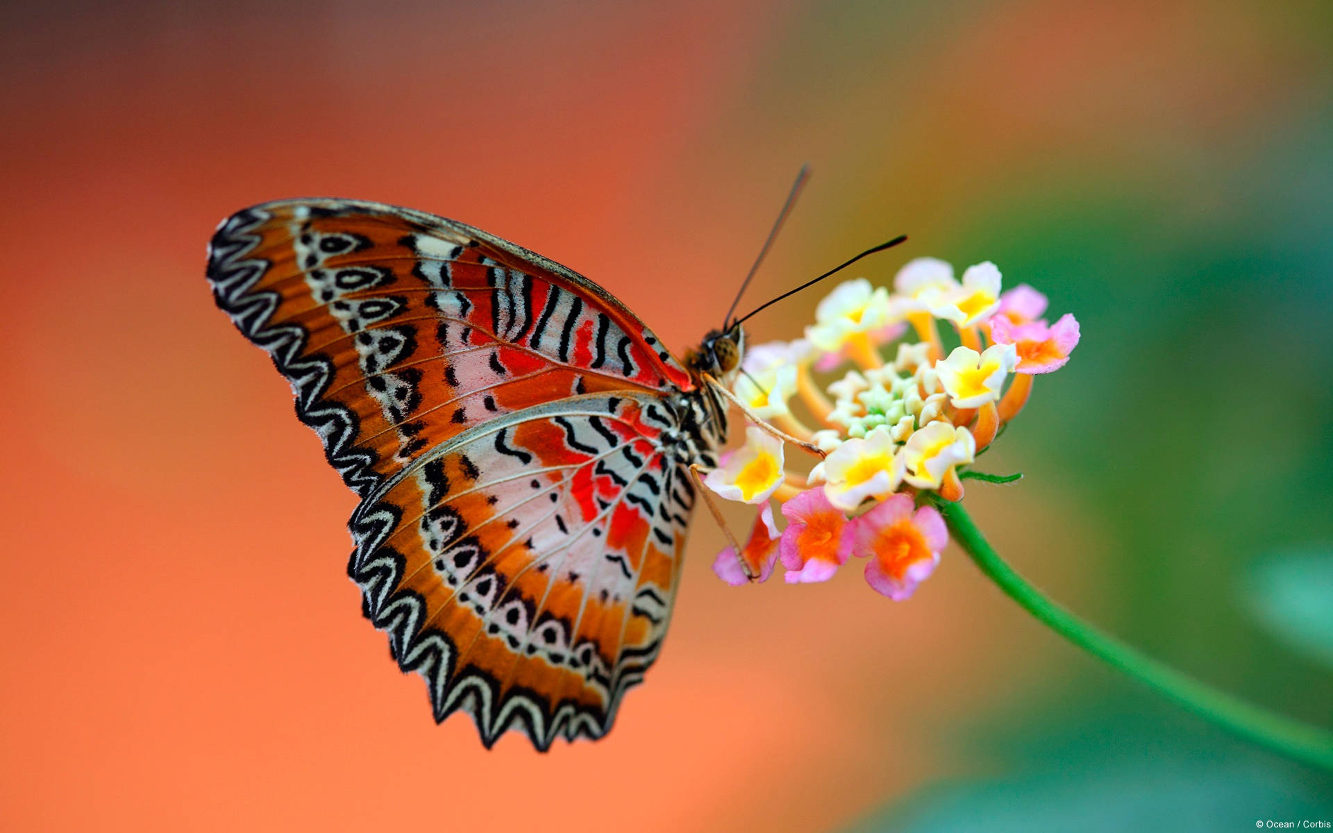 Colorful Butterfly Full Screen Hd Desktop Background