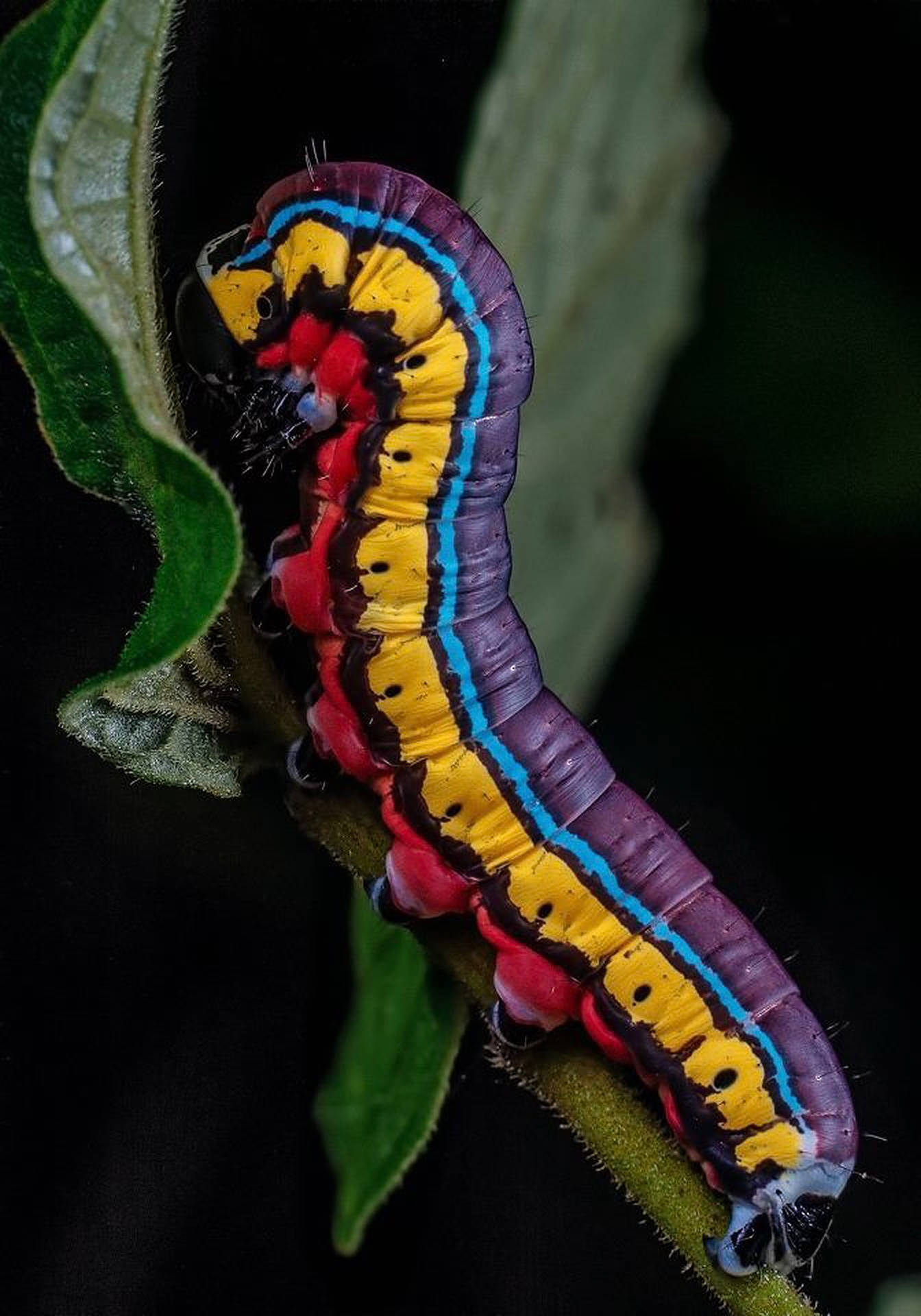 Colorful Caterpillar Insect On Branch Background