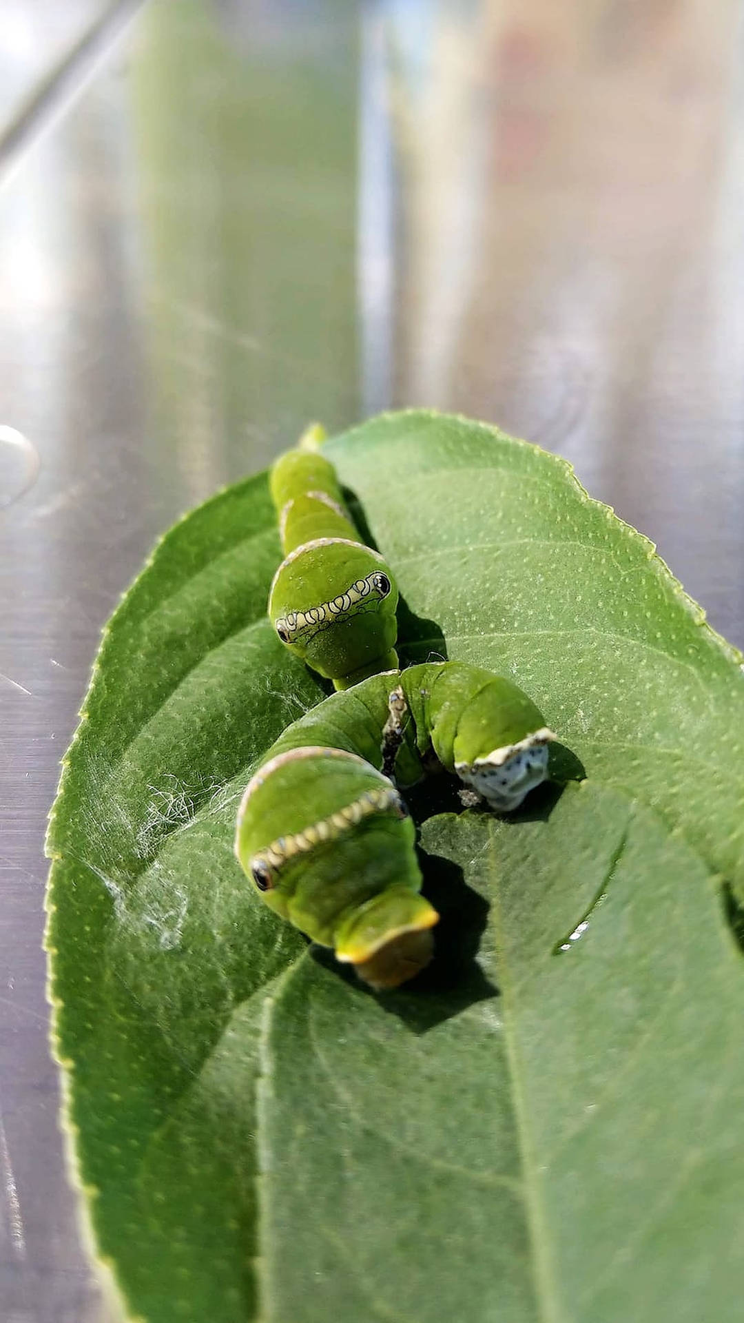 Colorful Caterpillar Journey