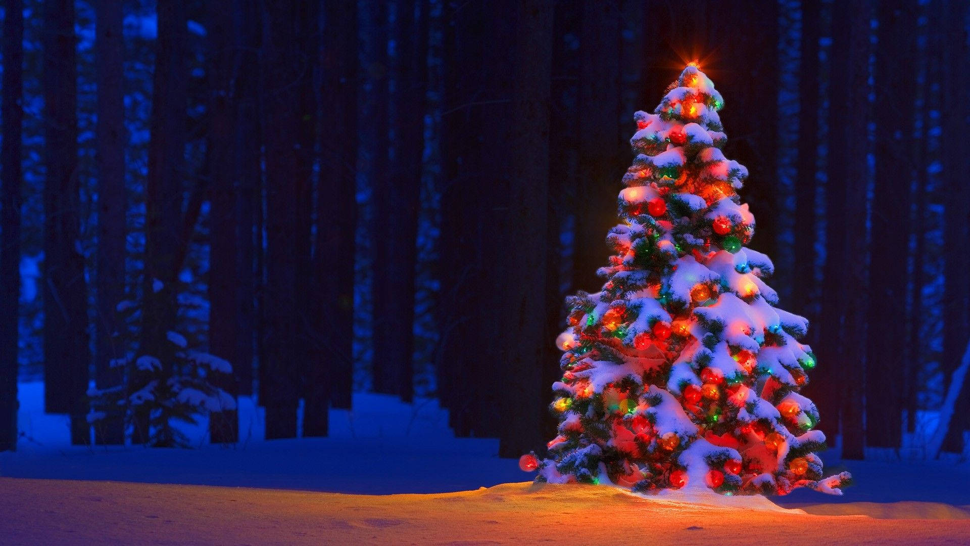 Colorful Christmas Tree In The Forest Background