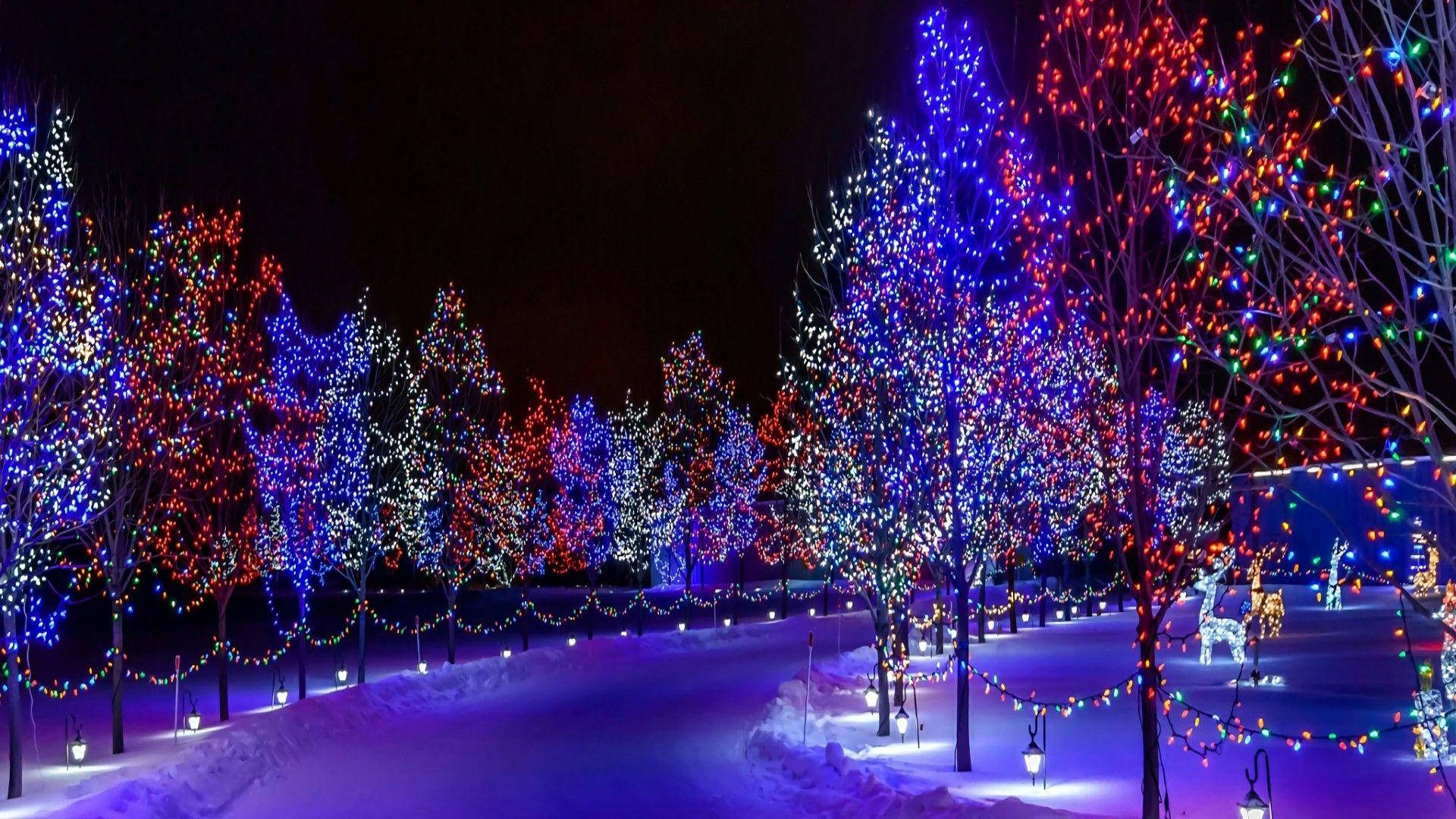 Colorful Christmas Trees Hd Lights Background
