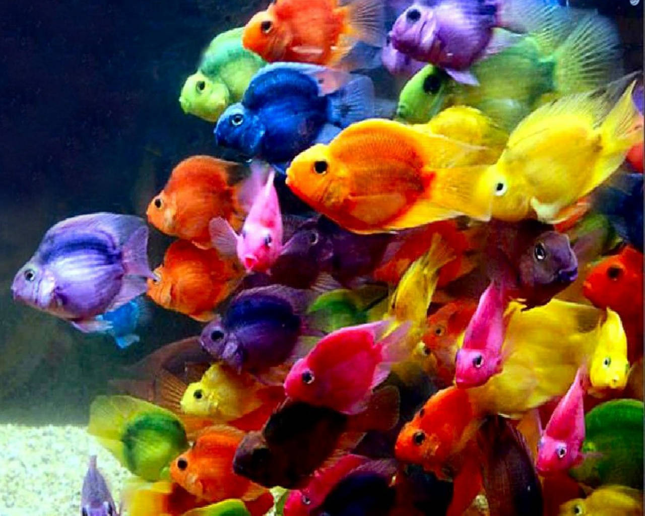 Colorful Cool Tiny Fish Background