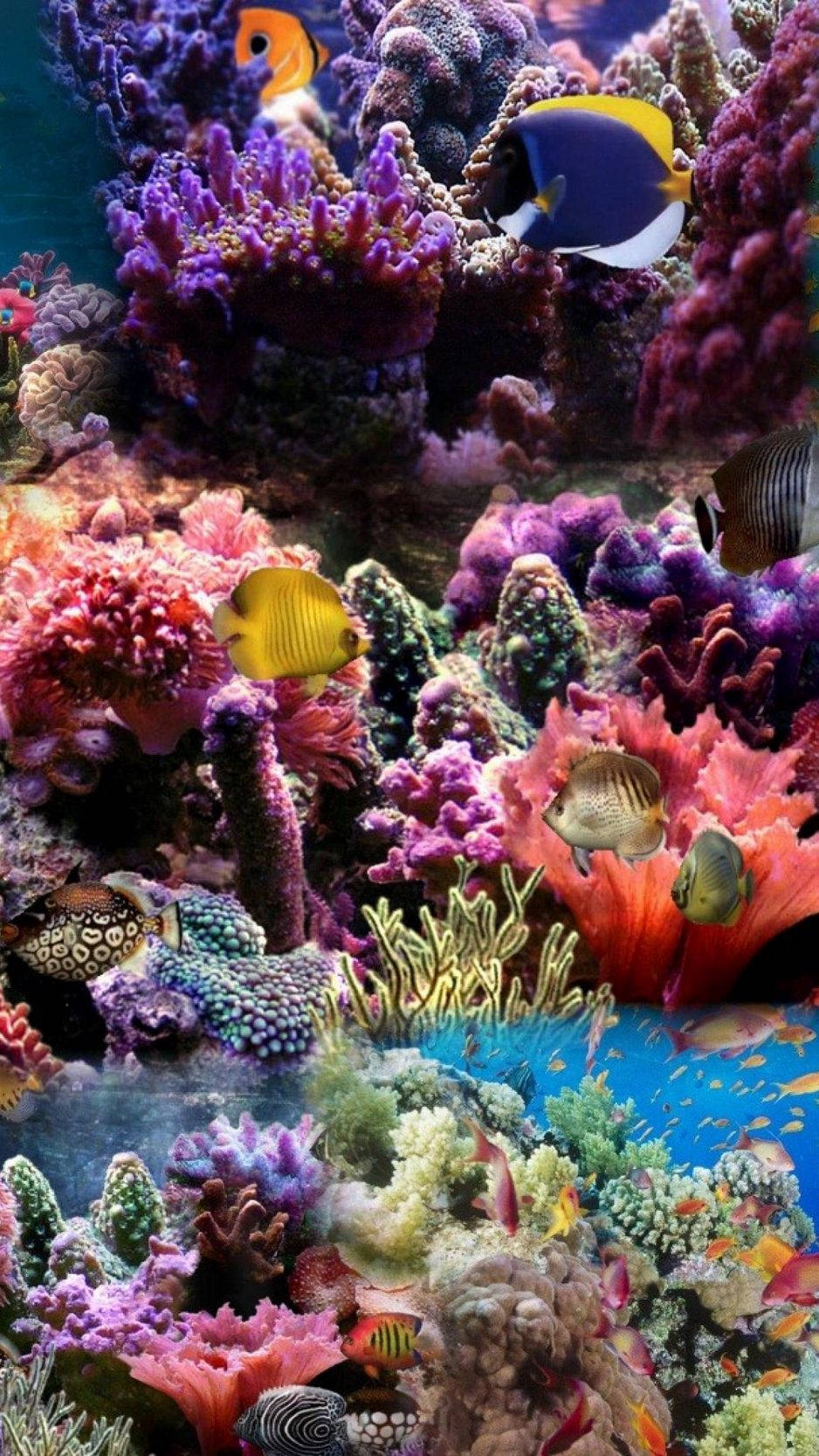 Colorful Coral Reef Poster Background