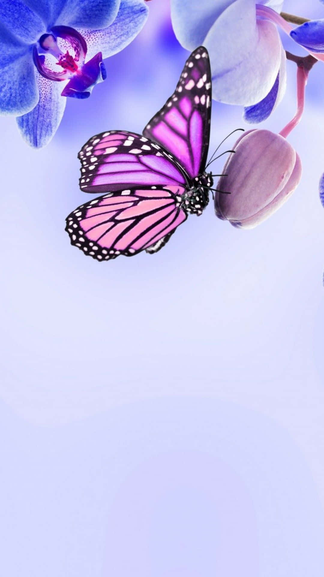 Colorful Cute Purple Butterfly Background