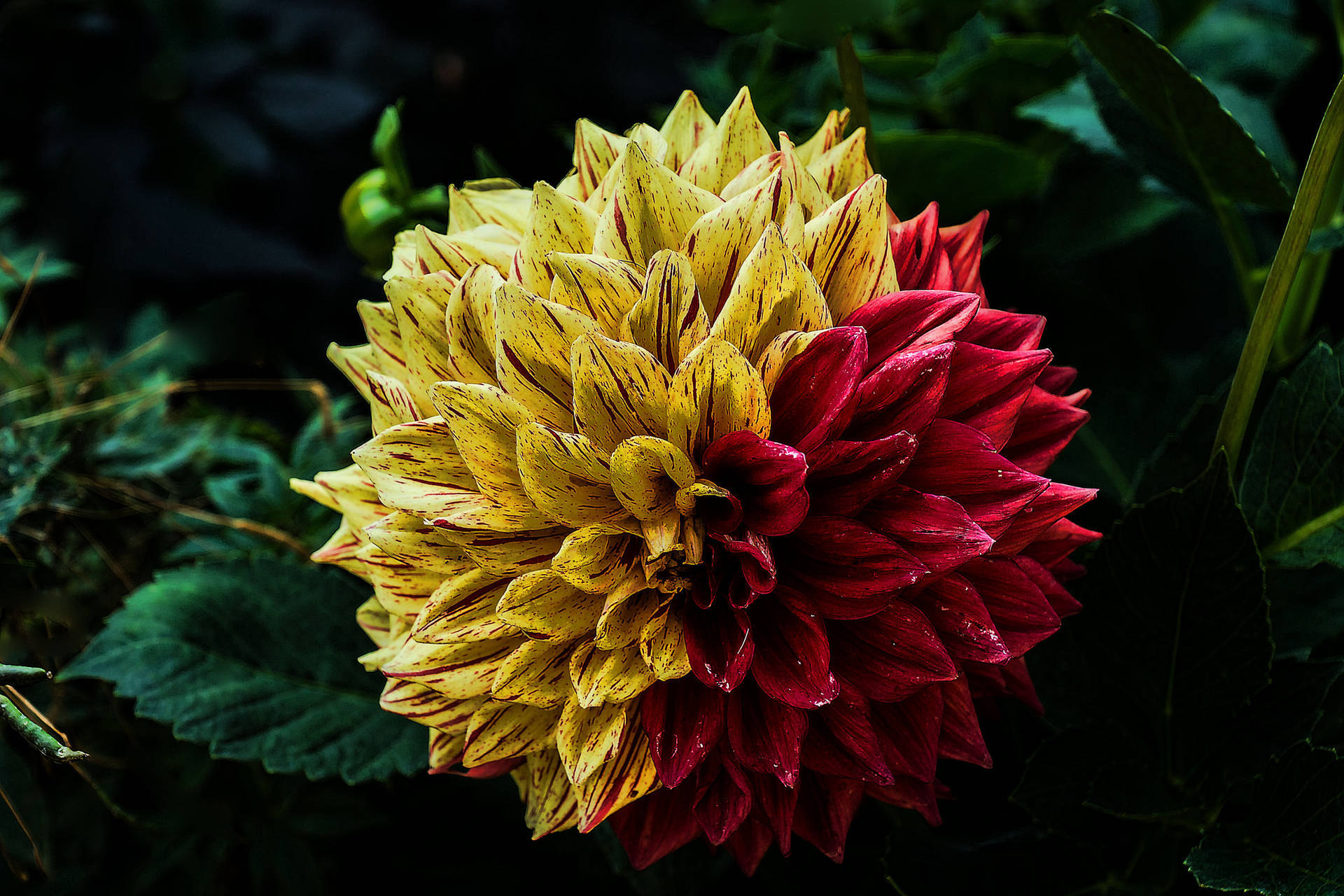 Colorful Dahlia Flower Background