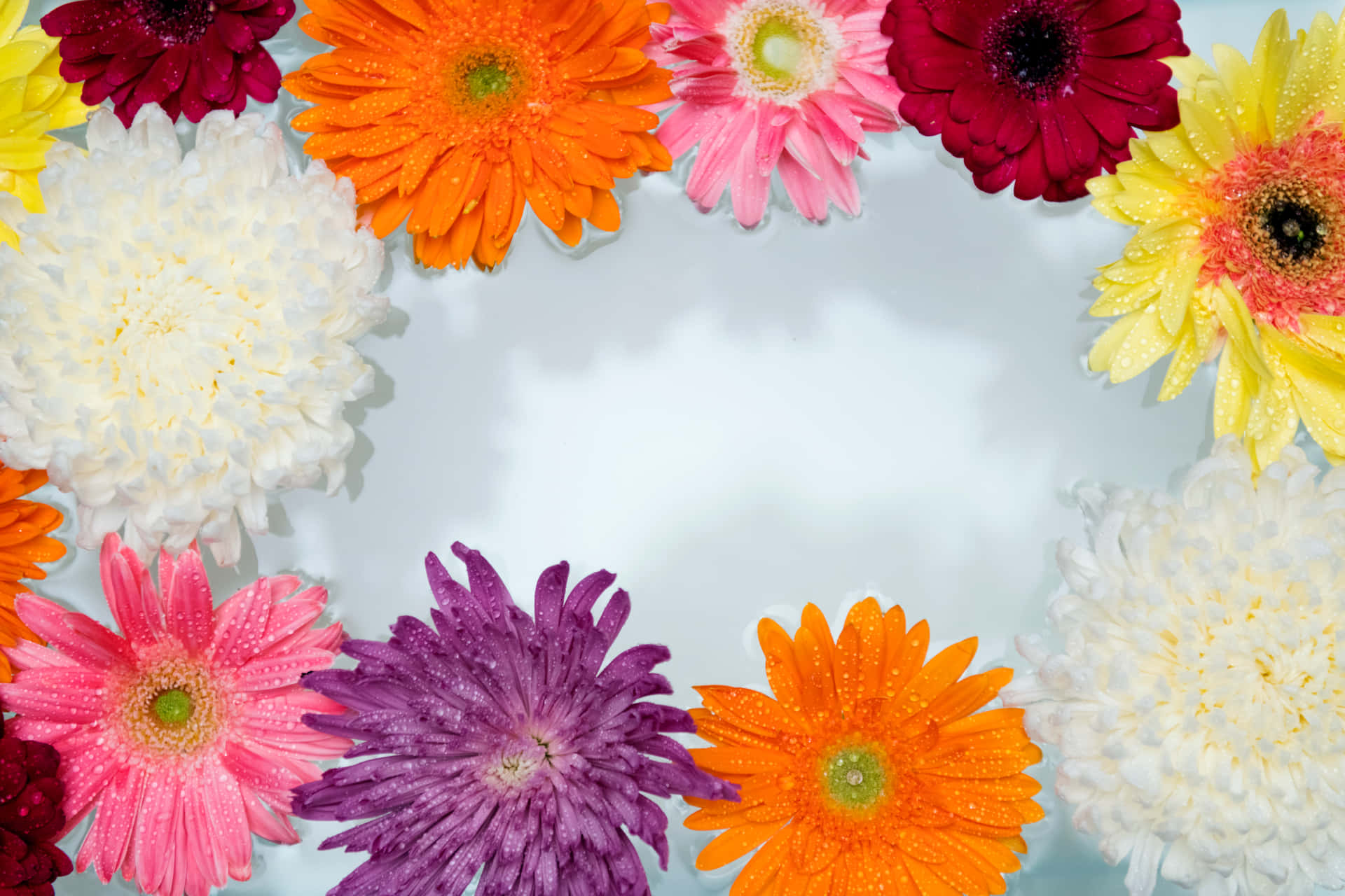 Colorful Daisies Border Background