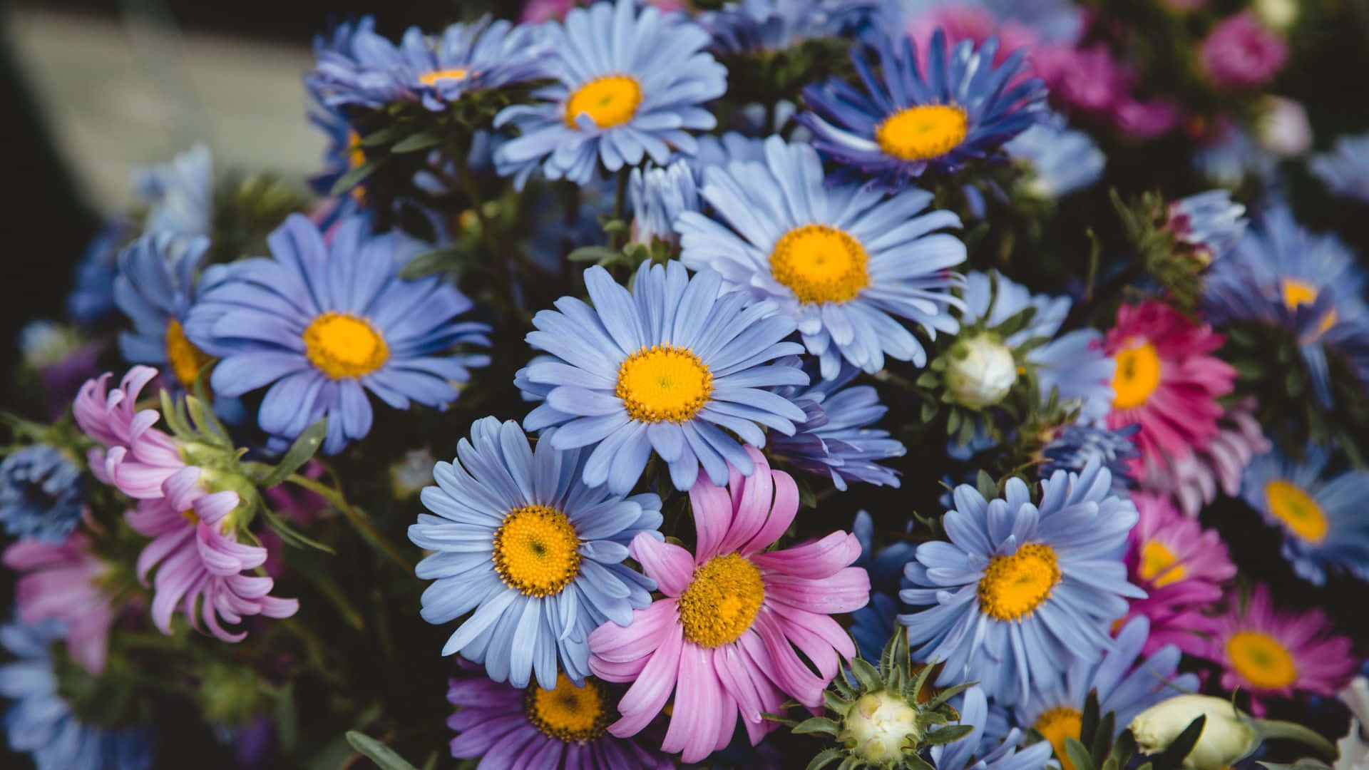 Colorful Daisies Induce Joy And Encouragement Background