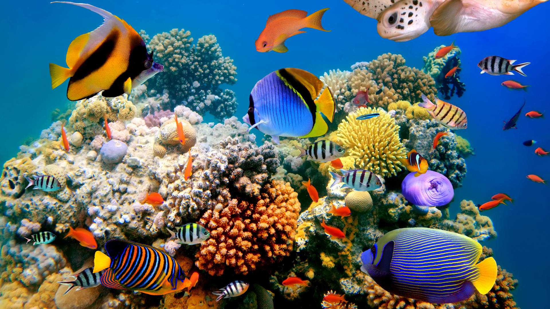 Colorful Display Of Underwater Delight Background