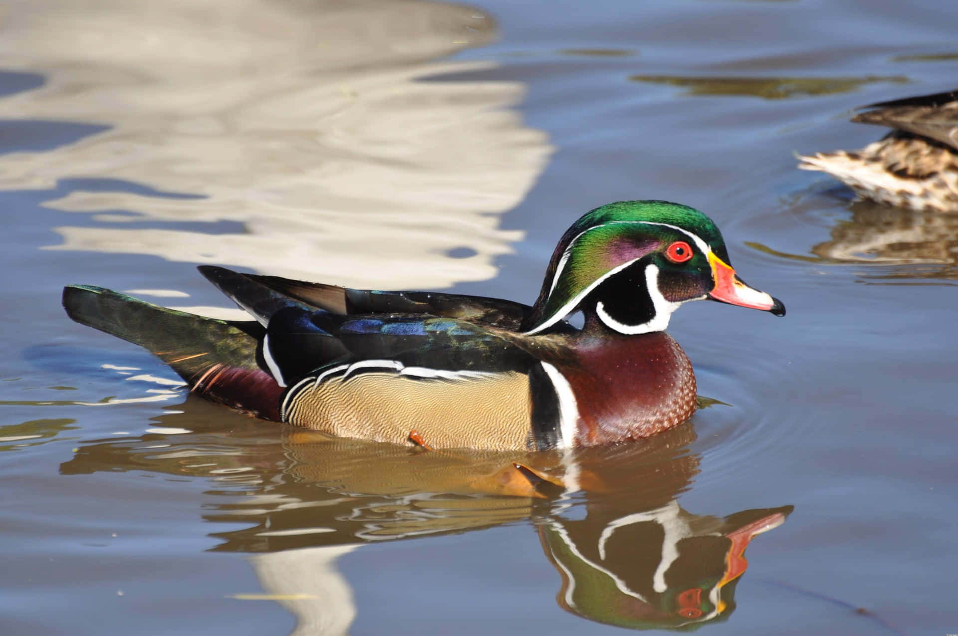 Colorful Duck Swimming For Duck Hunting Desktop Background