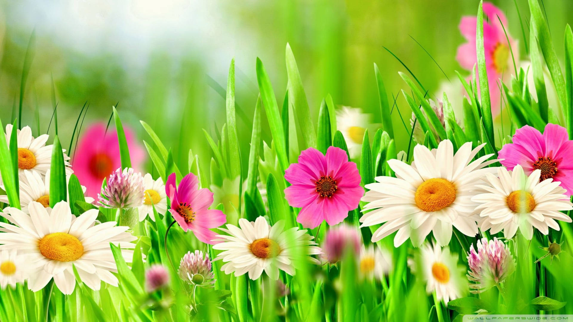Colorful Easter Flowers Background