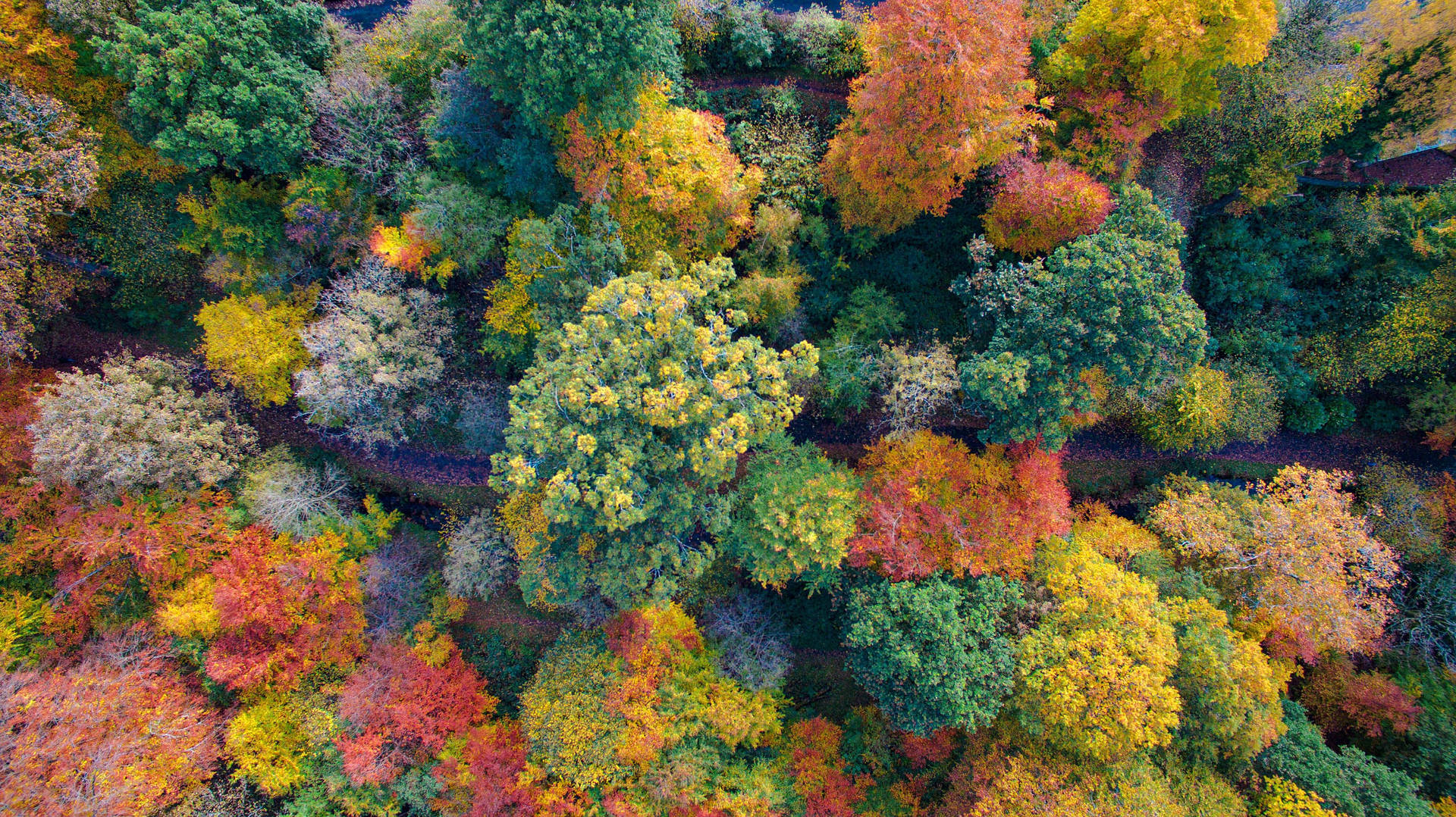 Colorful Fall Aesthetic Forest Background