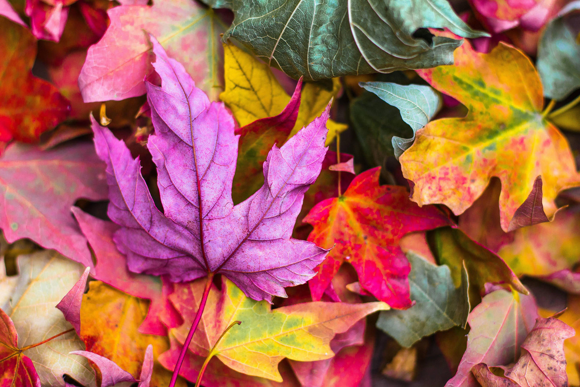 Colorful Fall Aesthetic Maple Leaves Background