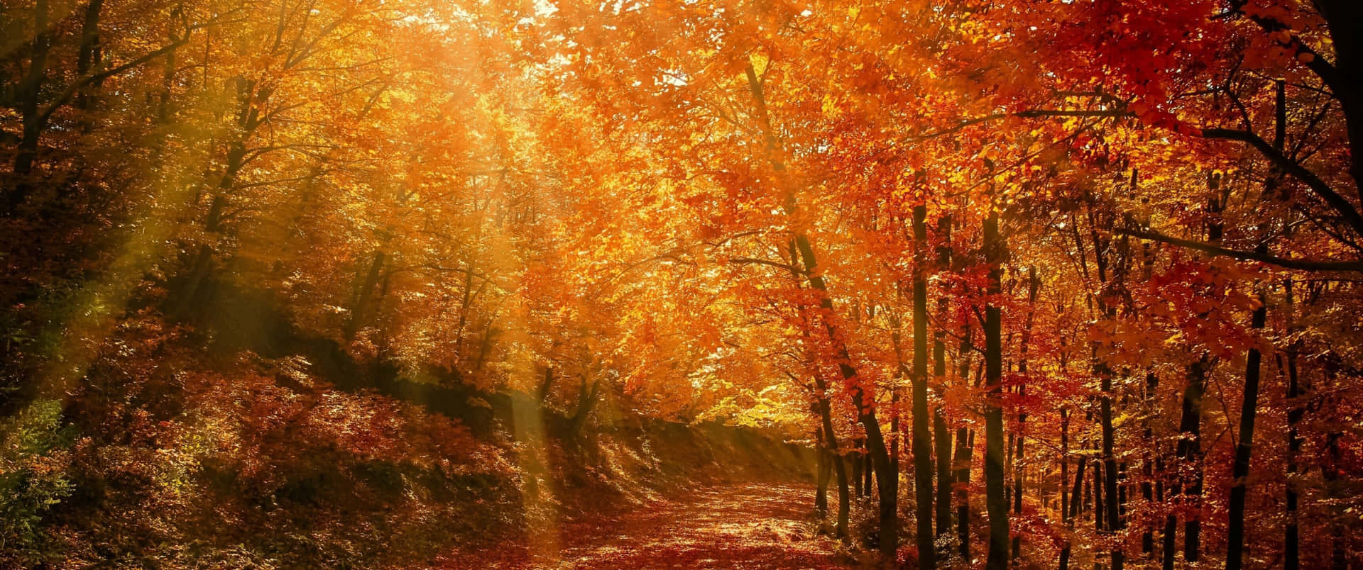 Colorful Fall Foliage Against A Bright Blue Sky Background