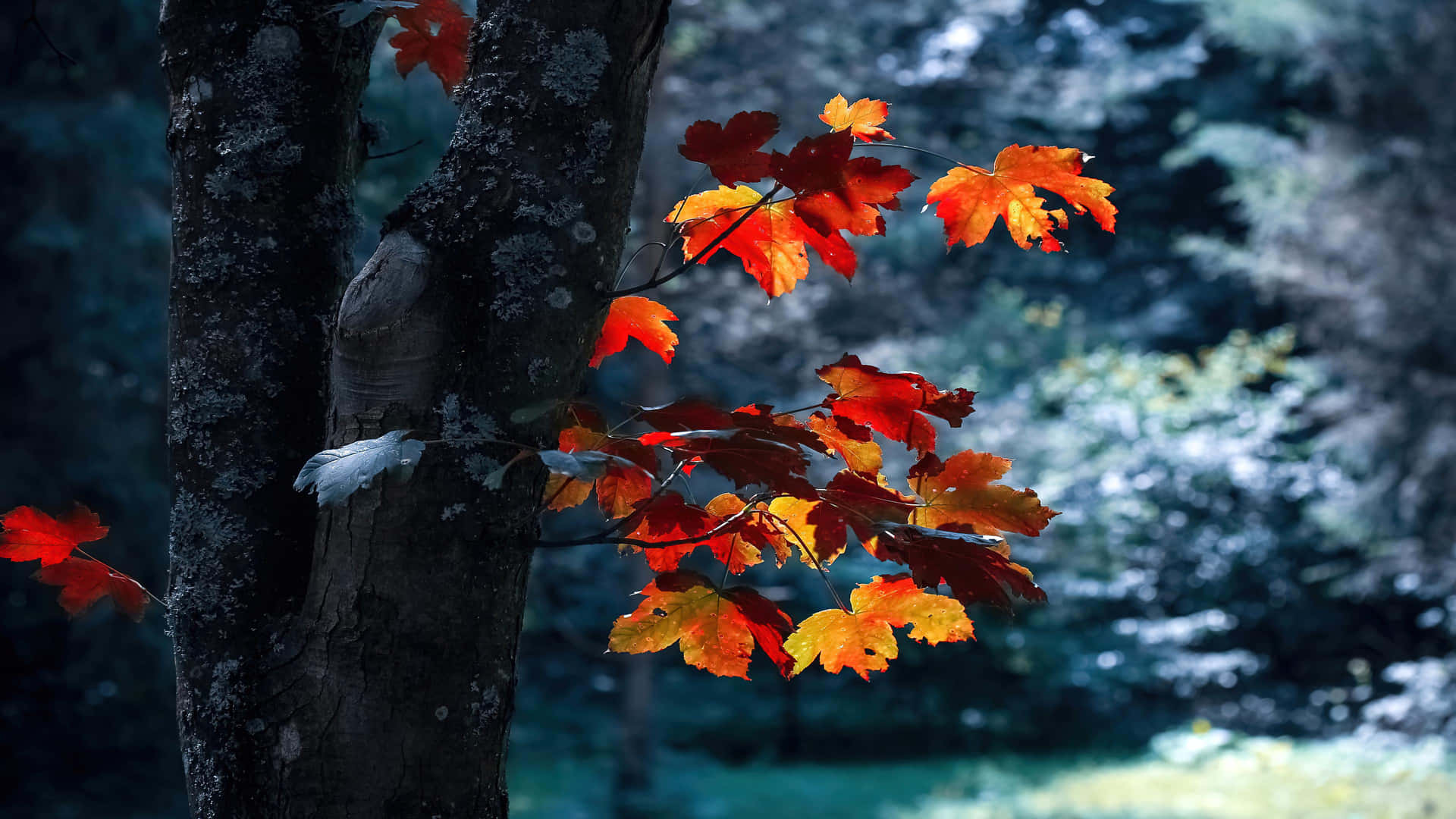 Colorful Fall Foliage Seen From The Top Of A Hill Background