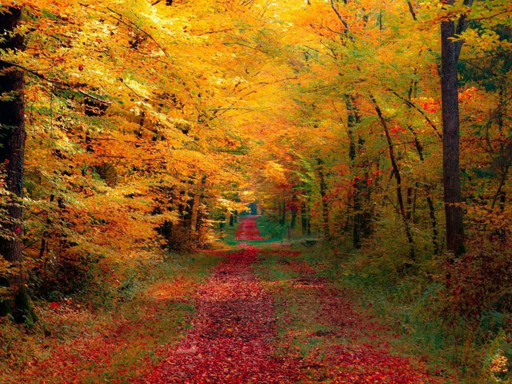 Colorful Fall Landscape Background