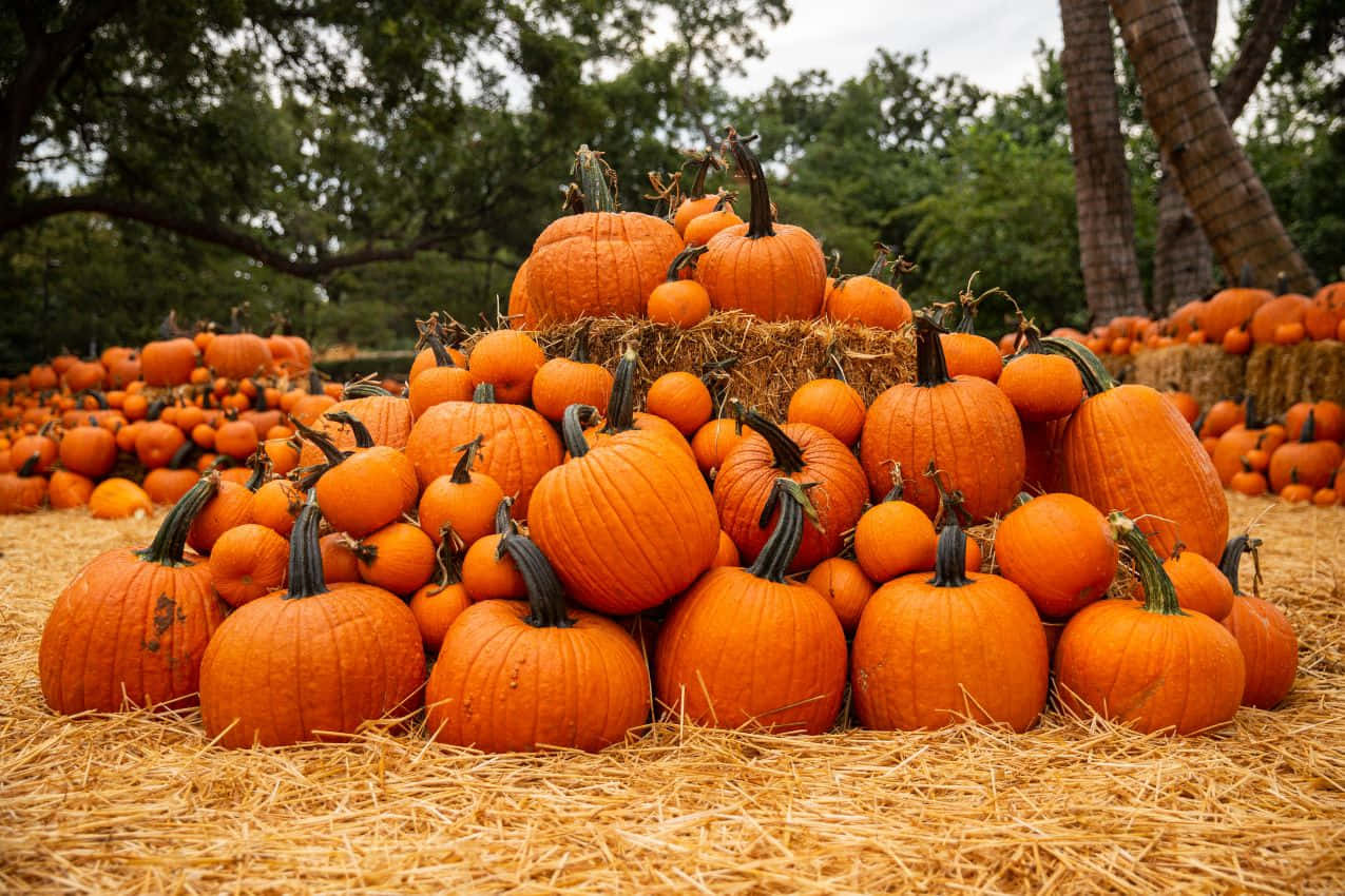 Colorful Fall Pumpkins On A Wooden Surface Background