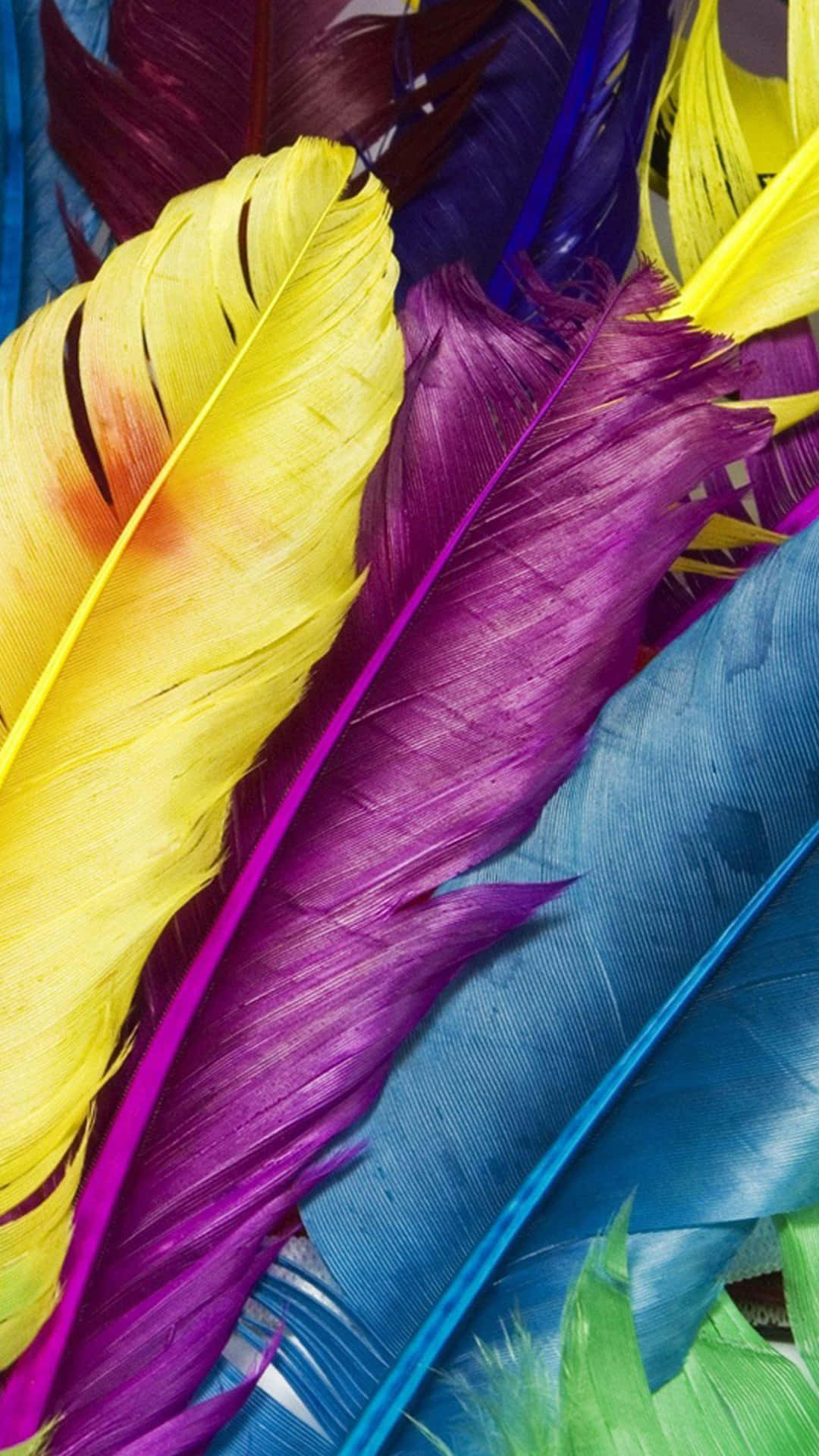 Colorful Feathers Background Background