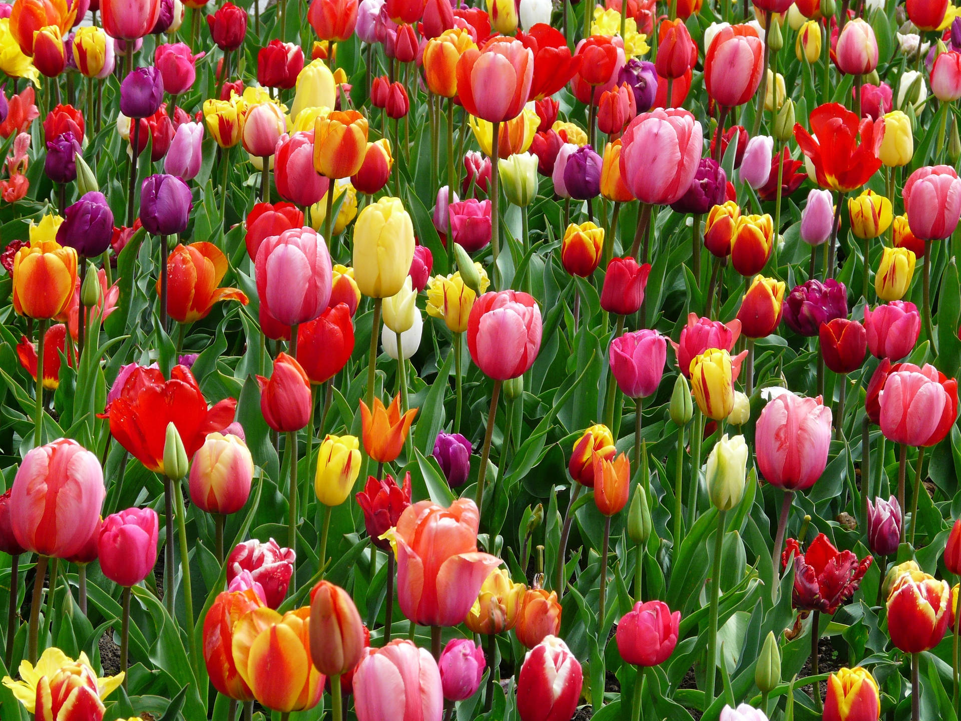 Colorful Field Of Tulip Flowers Background
