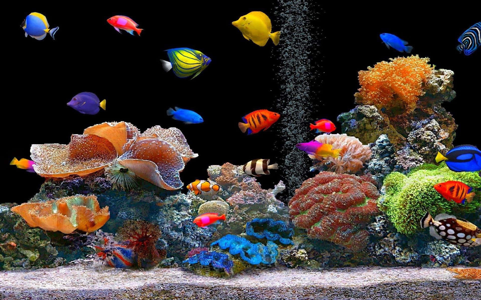 Colorful Fish And Corals Desktop Background