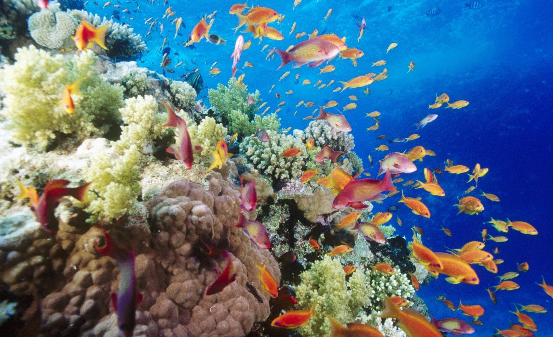 Colorful Fish Coral