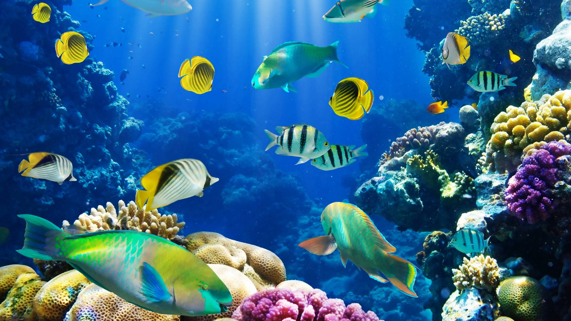 Colorful Fish In The Water Background