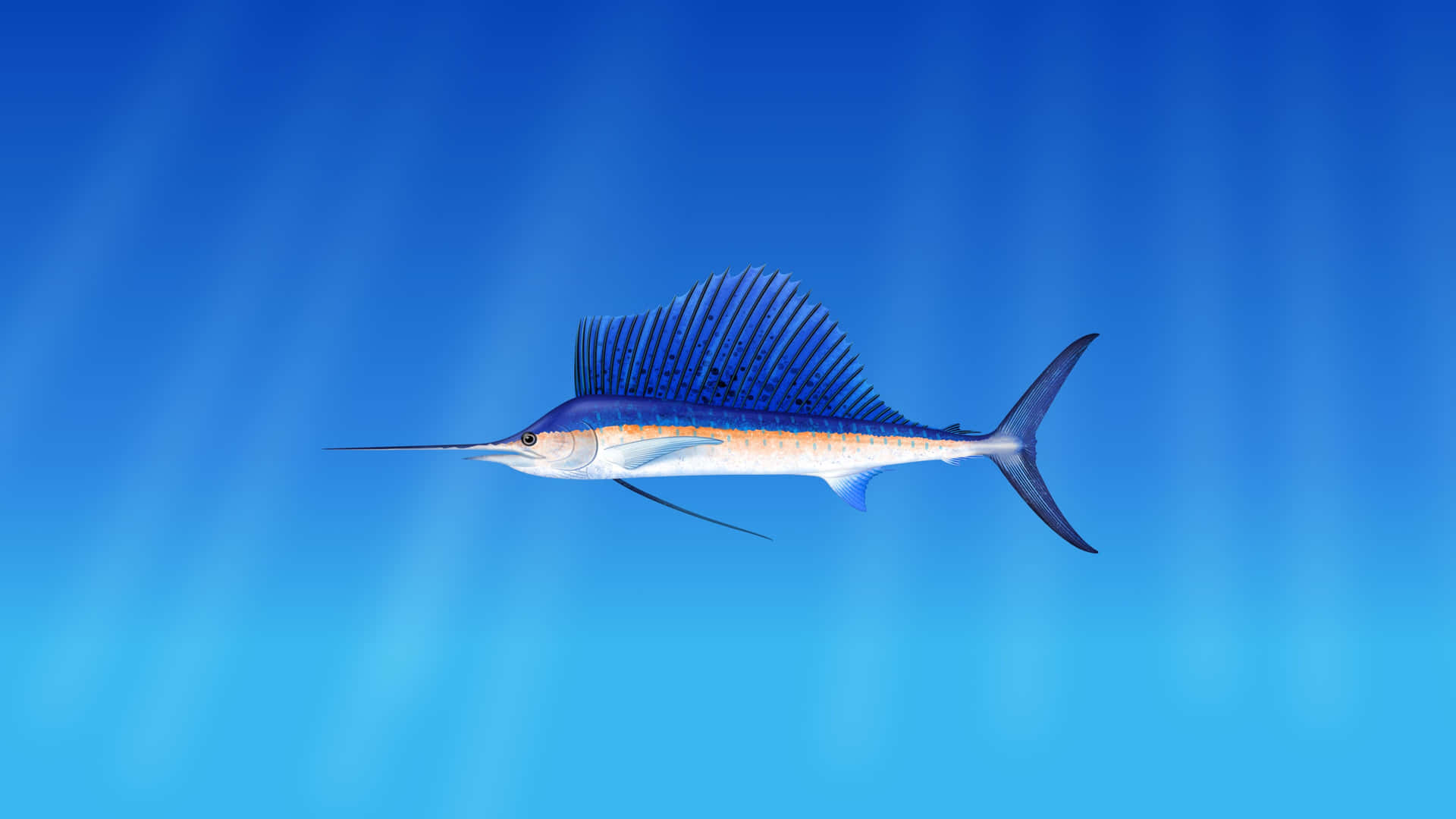 Colorful Fish Swim Together In A Tranquil 4k Underwater Environment