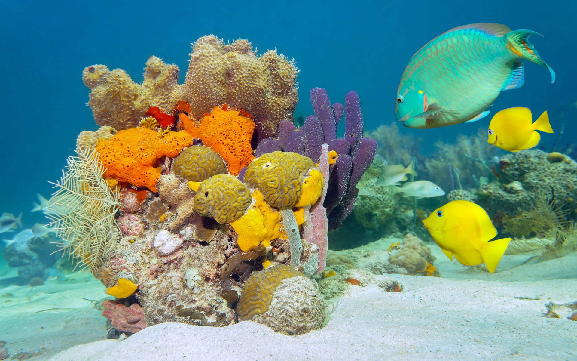 Colorful Fish Swimming Among Seaweed Background