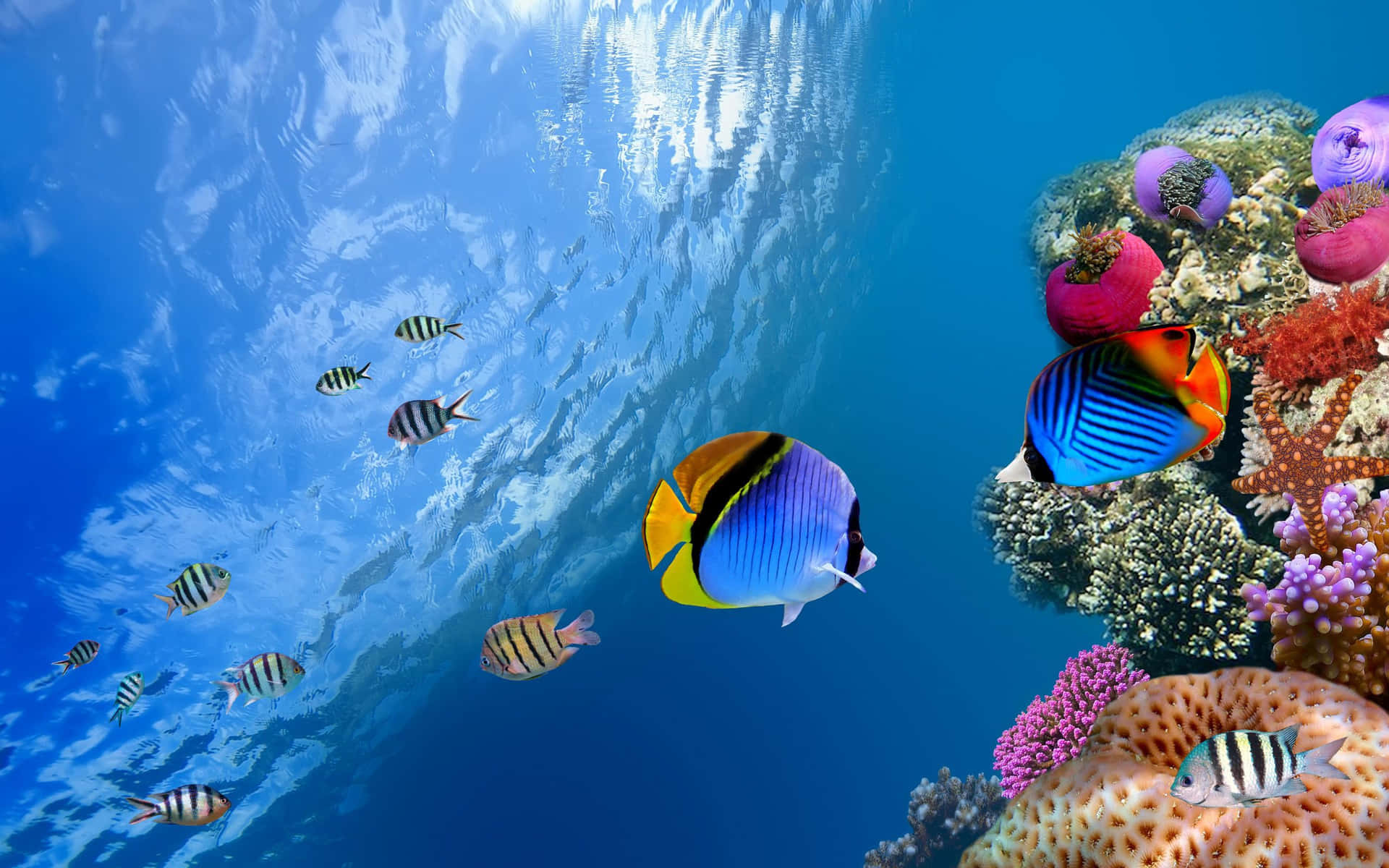 Colorful Fish Swimming Gracefully In An Underwater Paradise
