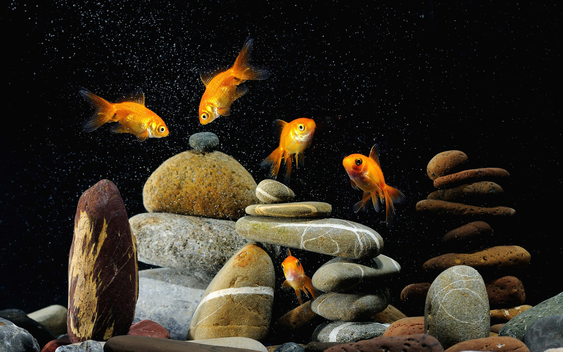 Colorful Fish Swimming In An Aquarium Fish Tank Background