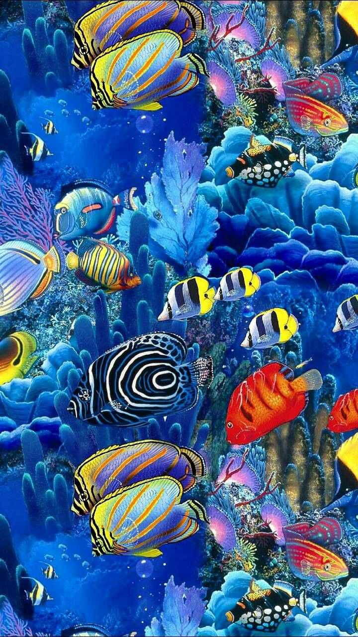 Colorful Fish Swimming Iphone Background