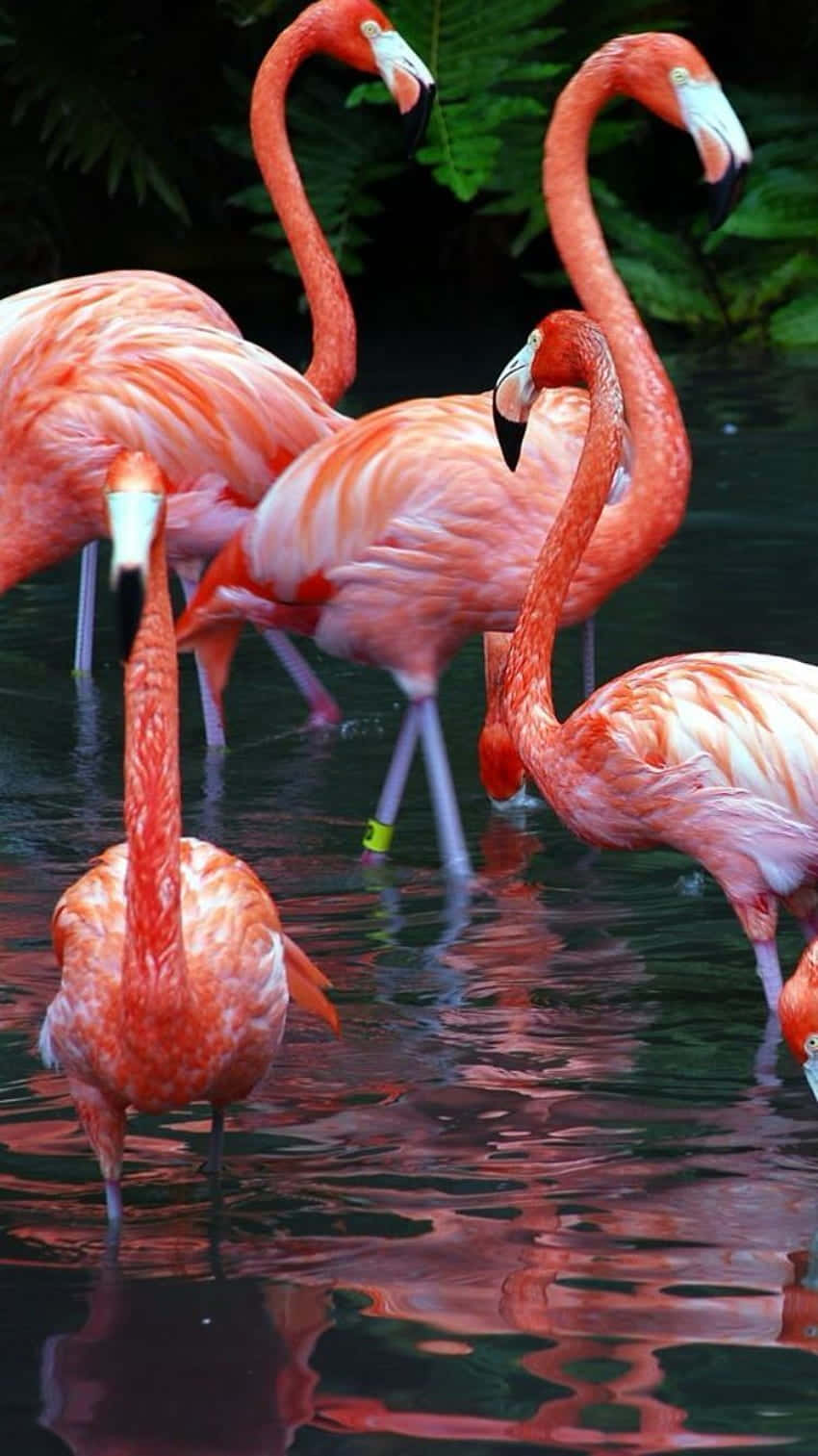 Colorful Flamingo Spreads Its Wings In The Sun Background