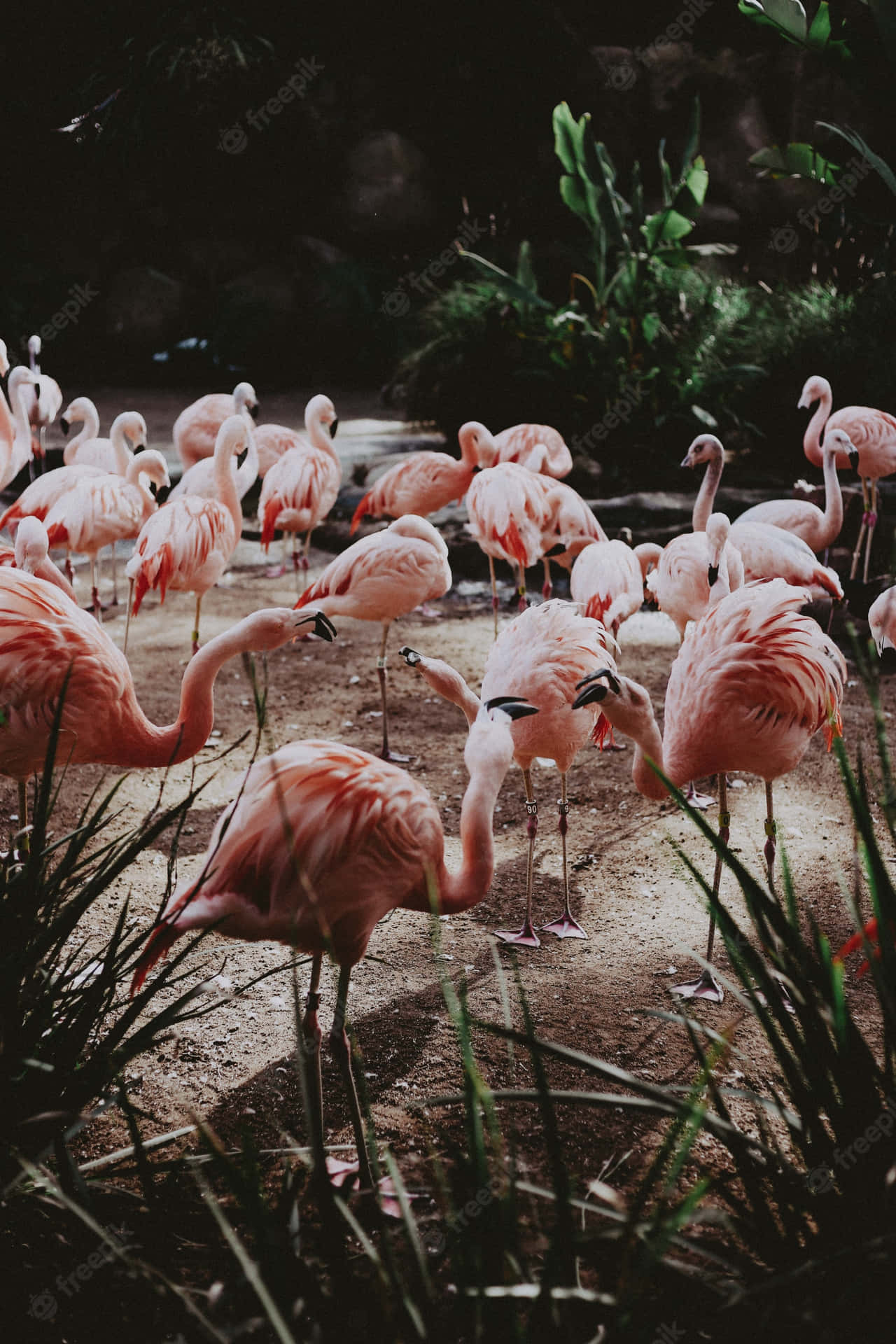 Colorful Flamingos In Nature Background