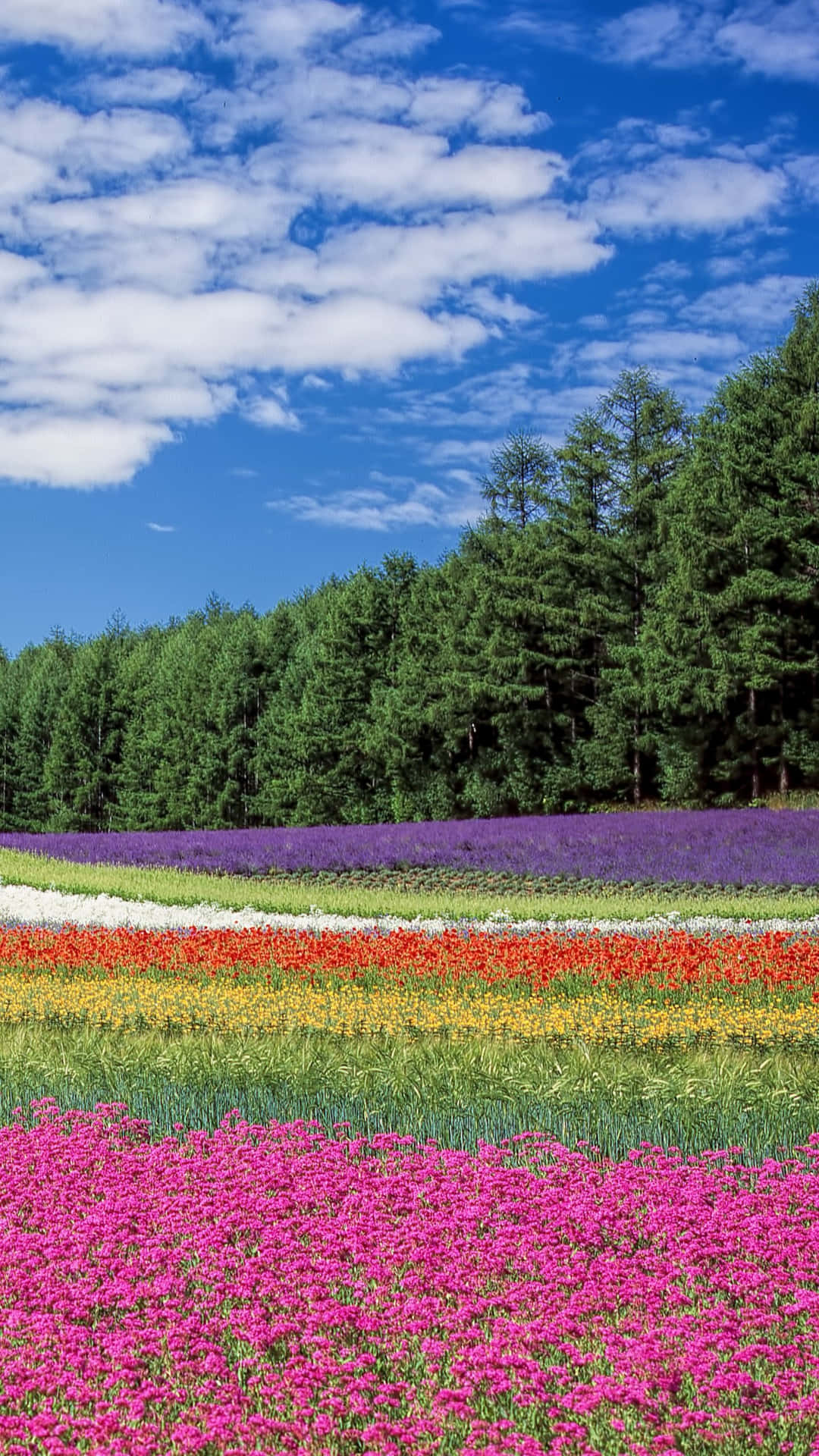 Colorful Floral Arrangements For The Iphone Background