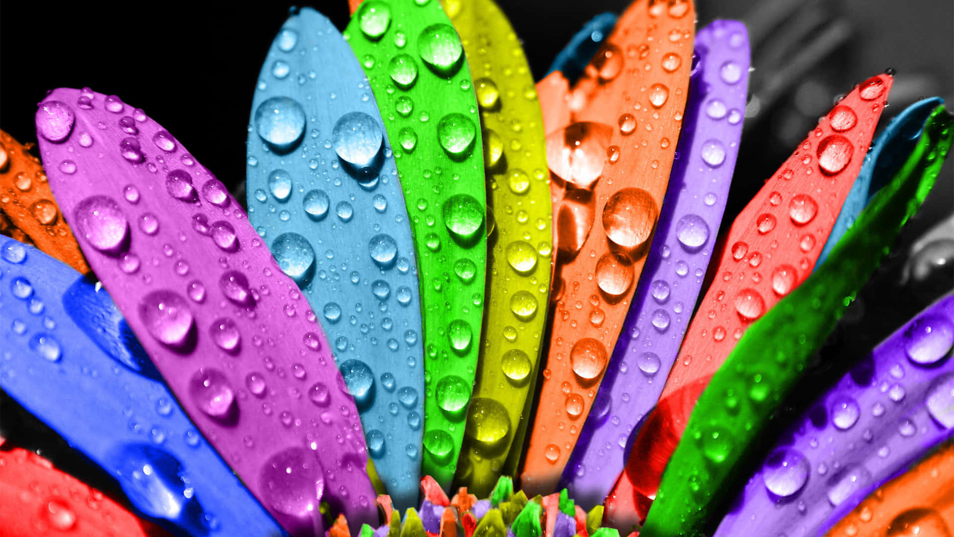 Colorful Flower Petal Pride Desktop Background