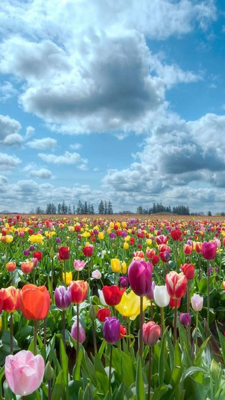 Colorful Flowers Field Iphone Background