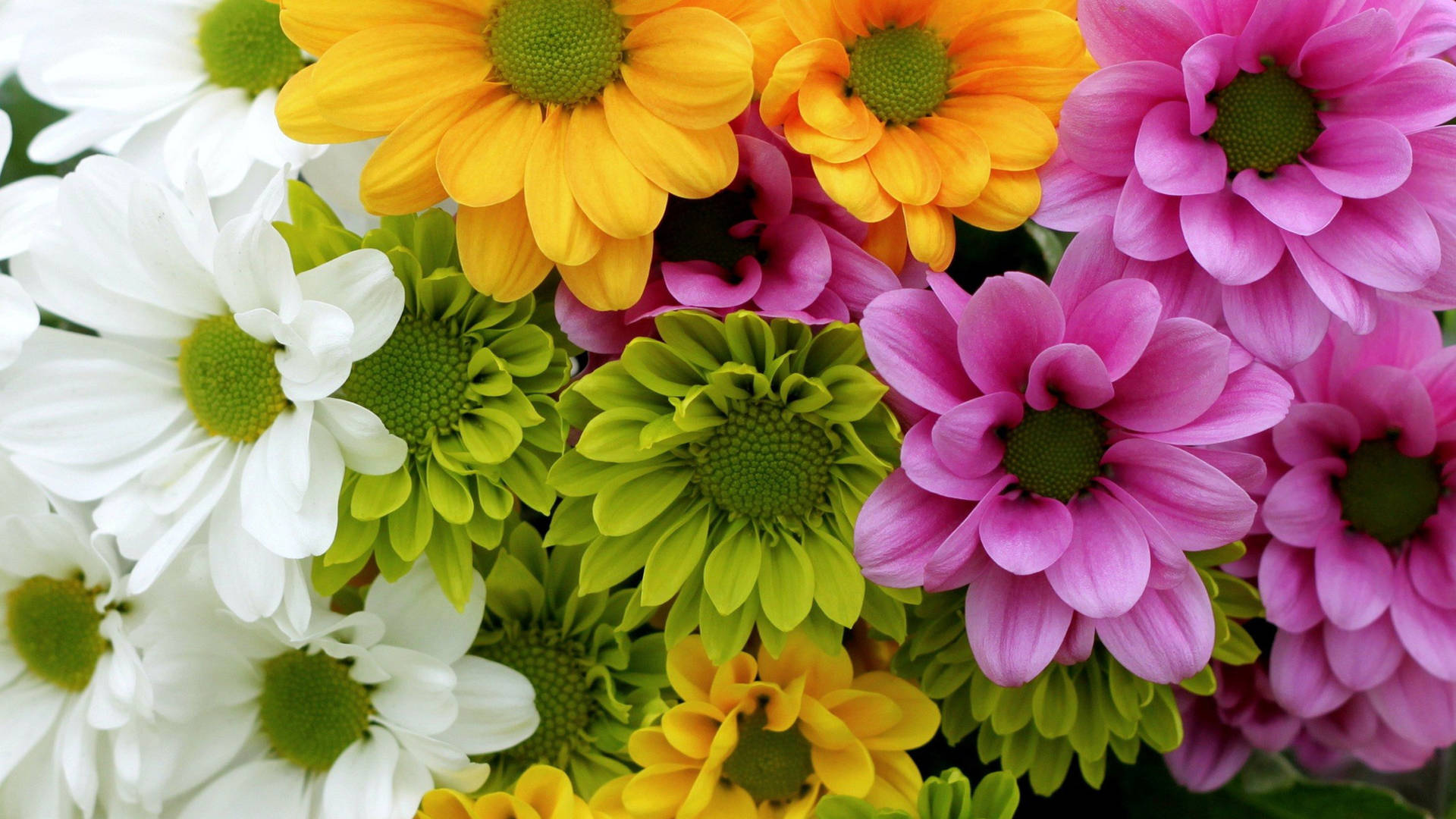 Colorful Flowers Google Meet Virtual Background Background