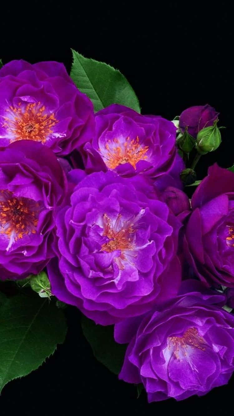 Colorful Flowers That Provide A Burst Of Joy